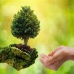 Esperança na Criação de Deus: A Importância do Cuidado Ambiental