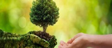 Esperança na Criação de Deus: A Importância do Cuidado Ambiental